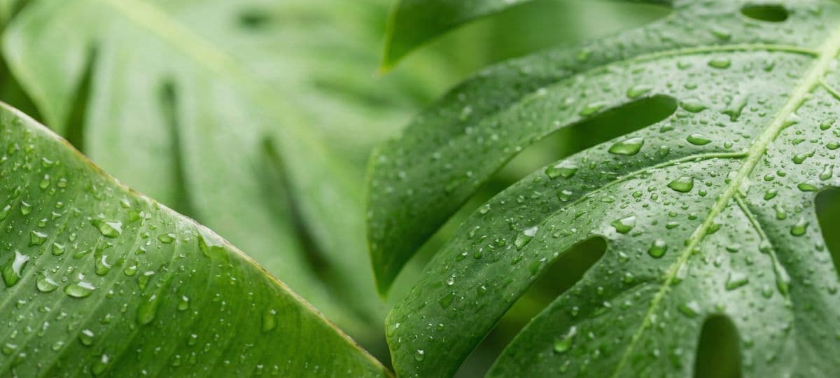 Carta digital con QR para restaurantes en Murcia con producto de la huerta gestionada desde el móvil